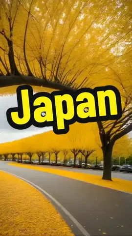 Yellow Spring Road Japan: Gingko Trees Unleash Autumn's Magic  Are you ready to be awestruck by nature's own masterpiece? Beyond Japan Yellow Spring Road video, those are Gingko trees, who paint the world in a mesmerizing shade of yellow, creating a symphony of colors that beckon every autumn explorer. 🌟 The Ageless Wonders 🌳 These Gingko trees, with their vibrant yellow leaves, are not your average foliage. Originating from China over 270 million years ago, they are living fossils, embodying the essence of longevity. 🕰 Top 5 Must-See Gingko Leaf Spectacles: 1.	Jingu Gaien Ginkgo Avenue, Chiba, Japan: Stretching over 300 meters, this Tokyo treasure promises an unforgettable autumn walk as Gingko leaves form a golden tunnel. 2.	Chongshan Temple, Shaanxi, China: Home to over 700 Gingko trees, this ancient temple's surroundings turn into a mesmerizing yellow world in autumn.  3.	Farm State Arboretum, Virginia, USA: Witness the vibrant shades of autumn on the home front, as the United States boasts Gingko tree groves ready to paint your autumn dreams.  4.	Daeseongjeon Shrine Hall, Seoul, South Korea: Nestled in the heart of the bustling city, this historical gem brings you serenity and an awe-inspiring display of yellow.  5.	Yeoju, South Korea: The quaint countryside of Yeoju transforms into an enchanting yellow carpet every fall. It's the perfect escape to serenity. 🏞 From Tokyo's enchanting avenues to the tranquility of South Korea's countryside, these Gingko leaf spectacles are your ticket to autumn's golden paradise, much beyond the video Yellow Spring Road Japan. 🎥: @_sohee.e 🎥: @crystal.film_ 🎥: @3333shinobu Don't miss this brush with nature's timeless artistry.  #Gingkotrees #yellowspring  #GoldenAutumn