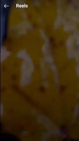 #ማክ21🤦‍♀️ 