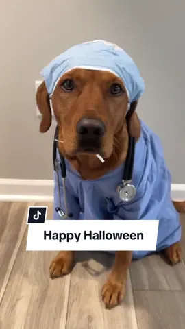 Introducing Dogtor Ricky who specializes in making you smile! Happy Halloween🎃👻💀 #doghalloweencostume #dogdoctor #halloweencostumeideas 