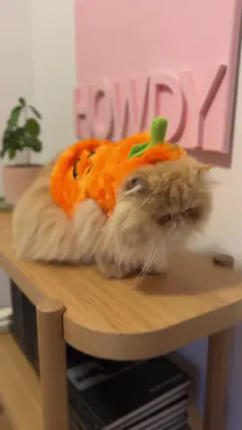 Cutest pumpkin in the patch #orangecatsoftiktok #persiancat #orangecat #persiancats #halloween #halloweenpetcostume 
