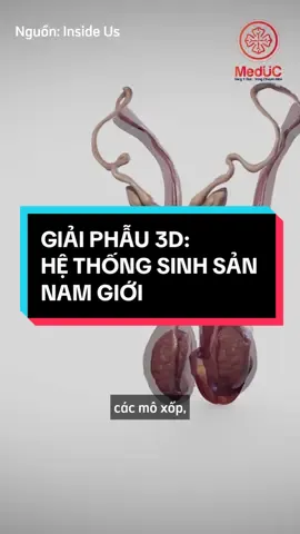 Hệ thống sinh sản nam giới có cấu tạo như thế nào? Cách hoạt động ra sao? #trungtamdaotaoykhoameduc #sinhvieny #hocgiaiphau #giaiphauhoc #kienthucykhoa #cothebanchuabiet 