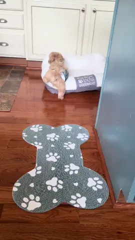 Problem with short legs. 😂🐶🐾 #ShihTzuLove, #PuppyCuteness, #FurryFriends, #ShihTzuCharm, #DogsofInstagram, #AdorablePaws, #ShihTzuLife, #PuppyLove, #FluffyFriends, #ShihTzuNation, #PetsofTwitter, #CuteCanines, #PawfectCompanions, #ShihTzuJoy, #DoggoDelights, #PuppyAdventures, #ShihTzuGang, #PetsofIG, #PawsandWhiskers, #shihtzucutie 