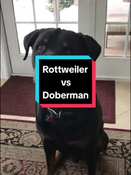 Rottweiler vs Doberman #dog #dogworld #rotweiller #doberman 
