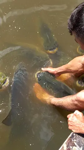 #valdemir  encantador de peixes gigante 