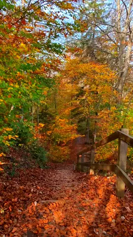 🍂🍁🍂🍂🍂🌲🌲🌲 #autumn #vibe #swissnature #scenery #foryu 