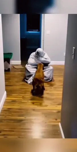Funny dog compilation😂 #meme #dog #dogsoftiktok #funny #lol #fun #animalsoftiktok #animals #animal #viral #trending #foryou #foryoupage #fyp #laugh #memes #funnyvideos 