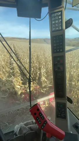 #2256 #porumb #boabe #johndeeere 