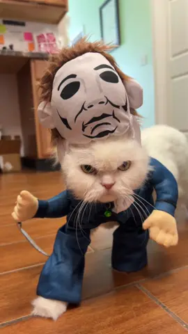 Happy halloween 🎃🔪🩸 #frosty#cliniccat #fyp #michealmyers #halloween#vettech#houston#cat#frosty#trickortreat #cute 