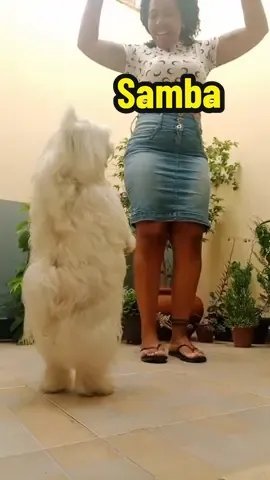 #dog #cachorro #pet #perros #samba 