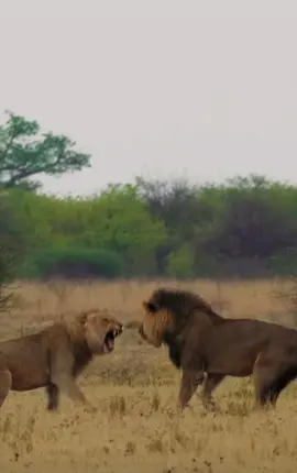 2 Alpha Males going at it #lion #wildlife #wild #nature #wildanimals #animals #fight #fightin 