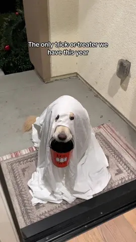 The ghost is happy with his fav treat 🎃👻@JustFoodForDogs #goldenretriever #trickortreats #dogghost #ifeedjffd #jffdpartner 