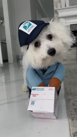 Happy paw-loween 🐶 #pawlove #bichon #bichonfrise #happyhalloween #leothebichonpup 