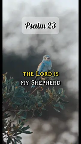 Can you pray Psalm 23 with me this morning?. #psalm23 #prayer #god #jesuschrist 