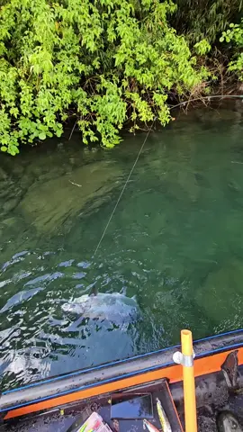Otro del finde pasado, esta ves con spinner  #pescaconmosca #chinook #rapala #chile #fishing #patagonianorte #patagonia #flyfishing #salmonchinook #salmon #pescador #pesca #fishermanslife #shimano #tendencia #parati #parami #fyp 