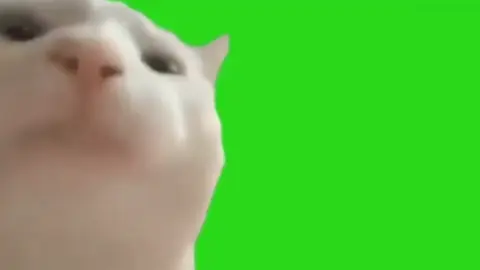 Pantalla Verde, Michi Moviendo La Cabeza XD #cromakey #plantilla #gatos #michi #pantallaverde #fy #fyp #fypシ 