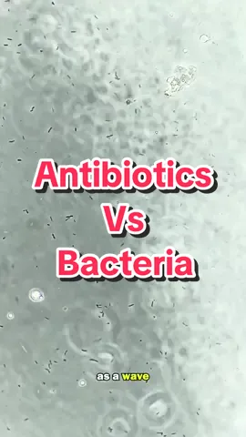 Bacteria VS antibiotics under the microscope will surprise you! Not what i expected… 💊 vs 🦠 #bacteria #water #germs #microscope #antibiotics #amoxicillin #Science #stem #biology #chemistry