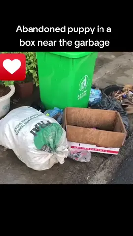 Abandoned puppy in a box near the garbage #foryou #animal #dog #puppy #abandoned #rescue #neiperteee #cane #abbandono 