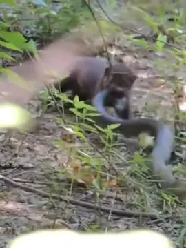 civet and snake#animal #wildanimals 