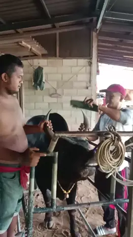 พร้อมแร้วคับ#ดุกด้างท้องลายพิชิตชัย     (บักขีด) เจอกันแน่นอนคับ วันที่ 5 #ชนมิตรภาพเกมส์กีฬา #ฝากเป็นกําลังให้ด้วยนะครับ