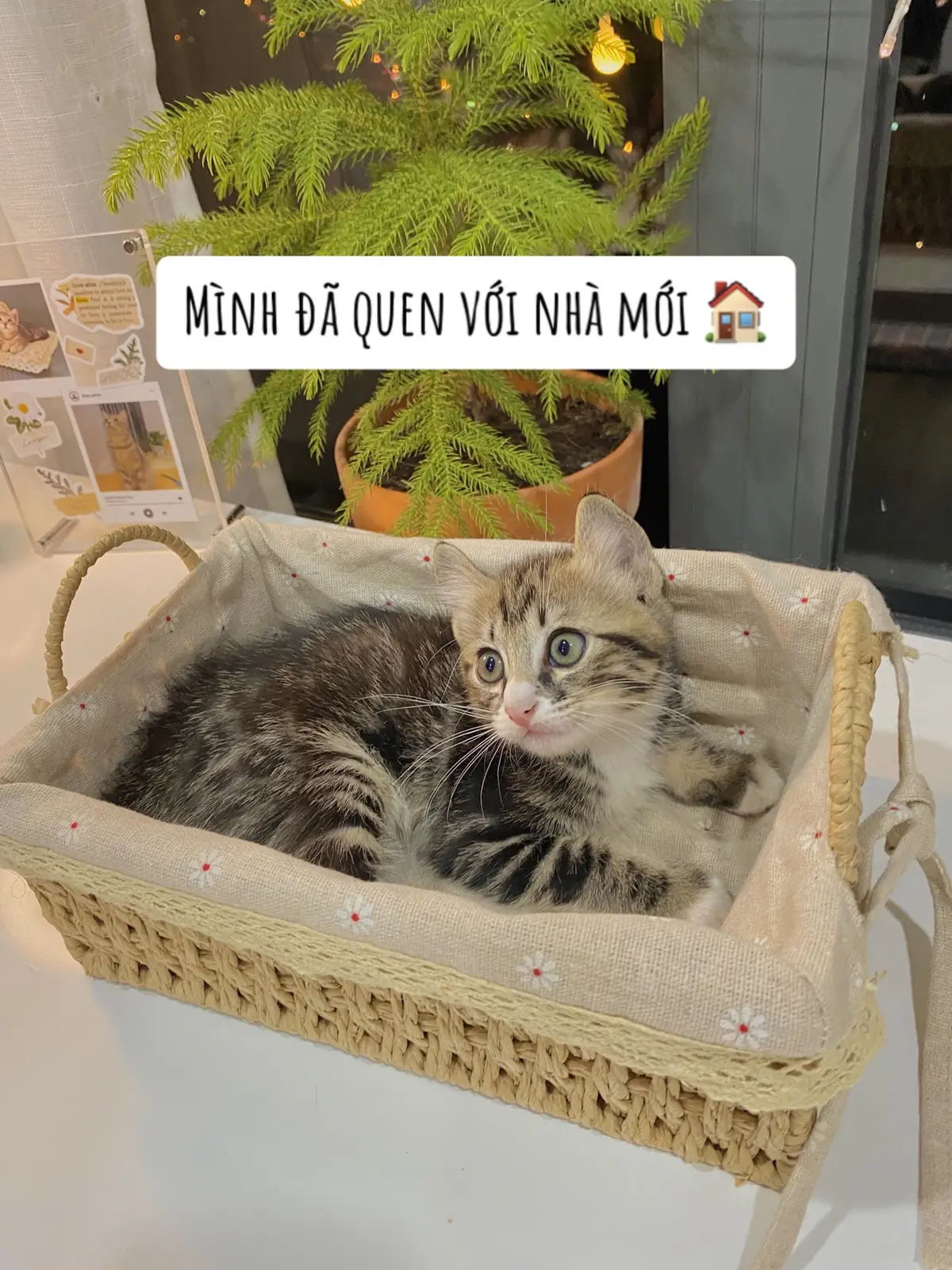 Mấy bé mèo lớn nhanh quá mấy b ui, mình không biết có nuôi nỗi 5 bé không. Có b nào nuôi nhiều bé chia sẻ kinh nghiệm vs mình nhé 🤎🐈#thaoonha #Home #decor #Vlog #homedecor #decorphong #xh #fypシ 