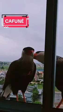 #falcon #free #fyp #carcara #lovely 