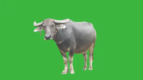 Grey Cow Farm Animal Animated | Green Screen #greenscreen #greenscreenvideo #greycow #cow #cowsoftiktok #farm #farmanimals #animated #graphics