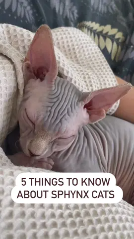 New Sphynx Cat MERCH 👚 👕 ☕️ now available! 🔥… click link-in-bio to shop! 🛍️  Credit: 🎥 @2catsnofur  (Dm for credit or removal / All rights® are reserved & belong to their respective owners) Tag @ a friend who needs to see this! 💚💚💚 Tag # your cat’s posts  #sphynxlair to be featured! 🙌😸🙌  #Sphynxcommunity#catstagram#catitude#hairlesscatstagram#kitten#kitty#kittens#kitties#sphynxoftheday#sphynx_feature#sphynxbaby#sphynxworld#sphynxismyworld#sphinxcat#cats#catsofinstagram#catsofig#cat#cutecat#catsmeow 