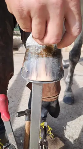 Horse ready!! #farrier #farriersoftiktok #horse #hoofcare #satisfying 