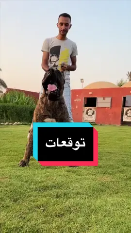 اشرس كلاب في العالم ( بريسا كنارو )#cap_alialgeen #بريسا #بريسا_كناريو #dog #كلاب_شرسة #تعليقاتكم✨ #alialgeen #كلاب_كيوت #ali_k9 #malinois 