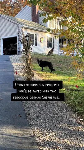 Even had #linda #shook! #germanshepherd #Siblings #pet #dog #gsd #foryoupage #foryou #fyp #guarddog #security #PetsOfTikTok #dogmom #gsdoftiktok #dogsoftiktok #jk 