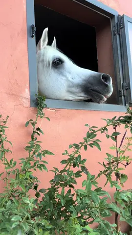 #اكسبلورexplore #explore #fyp #foryou #خيل_وخياله🐎 #خيل_عربي_اصيل #شعر #قصيد #قصيده #قصيدة #شعب_الصيني_ماله_حل😂😂 #خيل #خيل_عربي #فرس #فرح #حب #fyppppppppppppppppppppppp #ماشاءالله_تبارك_الله #اذكروا_الله #بحرين #قطر #المغرب #السعودية 