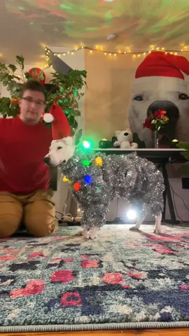 World’s most patient dog! #christmas #tinsel #holidays 