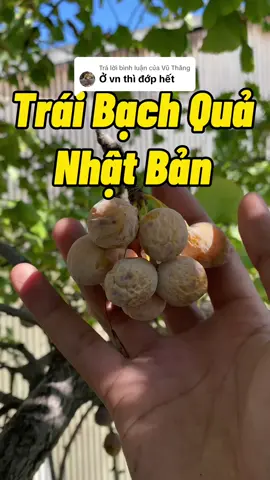 Trả lời @Vũ Thắng cây bạch quả ở nhậy bản #cuocsongnhat #phongmukk #nhatban #japan #xuhuong #cuocsongnhatban 