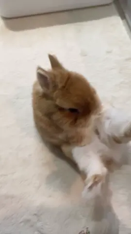 Eggie is flexing #bunny #rabbit #bunnylove #fypシ #fyp #rabbitsoftiktok  #bunniesoftiktok #うさぎ #bunnies #rabbits  #bunnyoftheday #petstiktok #PetsOfTikTok  #pet #instabunny #cute #bunniesworldwide #lapin #bunnyrabbit #bunnylife #pet #netherlanddwarf #cutebunny  #bunnyfashionwear #netherlanddwarf  #netherlanddwarfbunny  