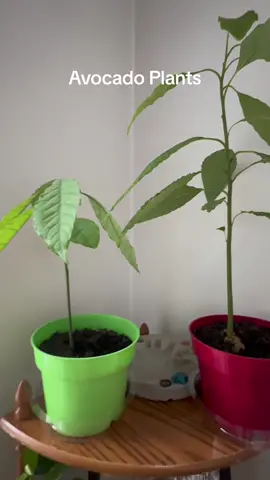 1st time growing avocado plants #avocado #avocadoseed #avocadoplant #houseplants #growavocado #gardenproject #garden #gardentok #blackgardener #blackgardenerstiktok 