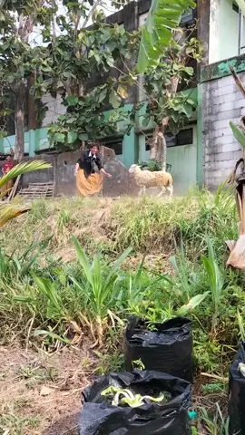 howo lagek panas