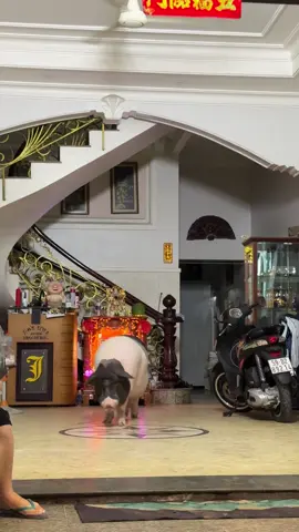 Lần đầu tiên thấy con heo mọi siêu to khổng lồ 🤪 #pig #big #tanphu #saigon #vietnam 