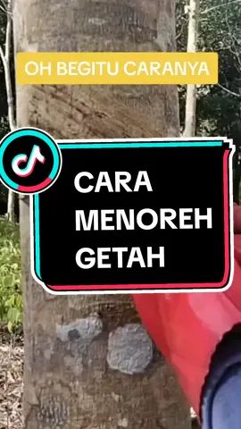 Cara menoreh getah menggunakan pisau penoreh.#menoreh #menorehgetah #motonggetah #pokokgetah 