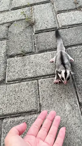 Oscar belajar Jump to owner 😍  #sugarglider #sugarglidersoftiktok #videoanimal #videobinatanglucu #sugargliderindonesia #sugargliderlovers #fyp #viralvideo #sugargliderjoey 