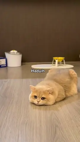 Padahal kerjaannya cuma makan tidur 😑 #anabulkesayangan #anabul #kucingtiktok #kucing #kucinggemoy #kucinglucu 