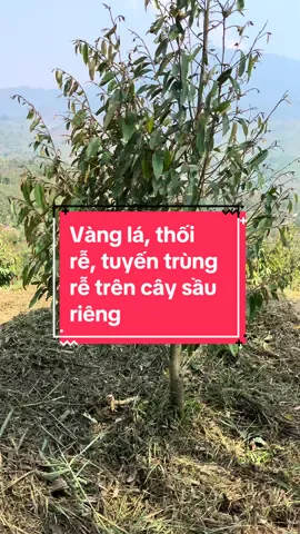 Nhiều bác hỏi cách trị bệnh vàng lá thối rễ trên cây sầu riêng. Cách trị: 300ml Thần sấm + 600ml Siêu áo giáp cho phy 200l nước phun đẫm toàn cây và tưới gốc. Lặp lại lần 2 sau 5 - 7 ngày. Khi cây đã khoẻ lại chuyển sang dùng Bộ Siêu phục hồi để phục hồi lại cây. Chúc bà con thành công ❤️#saurieng #kythuatsaurieng #kythuattrongvachamsocsaurieng #chamsoccaytrong #kythuattrongchamsocsaurieng #sauthai #ri6 #musanking #blackthorn #monthong #phuchoicay #phuchoicaysauthuhoach #matnaphongdoc #welofarmshop #vanglathoire #vanglathoiresaurieng 