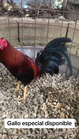 #gallosfinos #gallerosrd🇩🇴 #republicadominicana # hijo de la 59756 MG hija del 1000 en el 34221 pava JF estos no fayan 