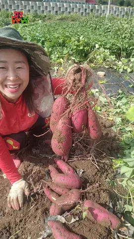 꿀고구마 수확  #고구마수확 #임실들깨아줌마 #춤추는농사꾼 #최강동안농장 #생들기름짜는농장 