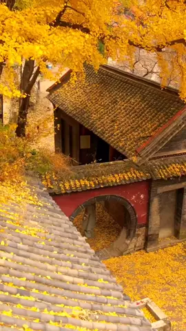 cây ngân hạnh vàng mùa thu Bắc Kinh, mình ấn tượng nhất cây ngân hạnh ở cổng Tây của Di Hòa Viên