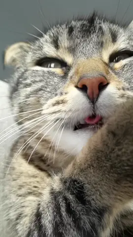 So true, so Misti ❤️🫶❤️ #cat #funnycat #viral #fyp 