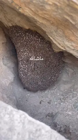 #ماشالله_تبارك_الله #منقول #اكسبلورexplore #ماشالله_تبارك_الله #عسل_طبيعي #النحل_القزم #النحل #واوحي_ربك_الي_النحل 