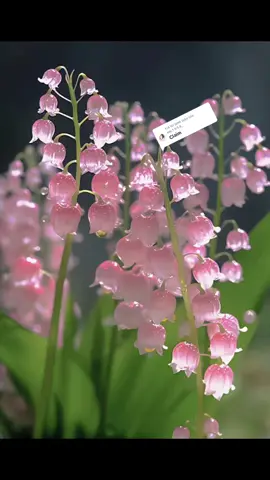 Trả lời @em_1.9.9.8_  đặt hình nền đt là hoa Linh Lan giúp thu hút của sự trở lại của Hạnh Phúc 🌷#thanhcong #manifest #thongdiepvutru #TikTokAwardsVN2023 #sp