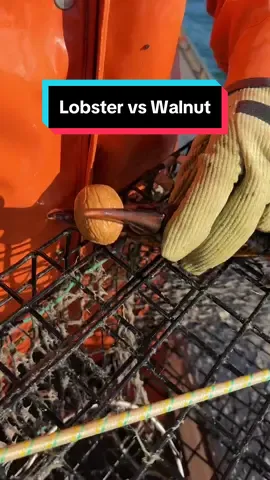 Replying to @Heather Jay Lobster Vs Walnut! #maine #lobster #fishing #ocean #interesting #DidYouKnow #educate #commercialfishing #fy #LobsterTok 