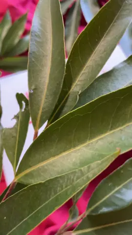 #GiftedByPeachandLily Have you ever wondered how to archive that beauty trend Glass Skin look from your favorite Korean movie stars? Well, look no further! @peachandlily recently put together this beautiful package which features their easy to follow 4 step skincare regimen using their most favorite products to help you archived that Glass Skin look that everyone is talking about. Featured products: Power Calm Hydrating Gel Cleanser: a gentle and soothing cleanser containing Cica, Chamomile and Camelia that will keep your skin looking thoroughly clean, smooth and calm for the next step. Wild Dew Treatment Essence: enriched with Lotus Root extract, Yeast Fermented and Niacinamide to help boost skin’s hydration and radiance throughout the day. A very refreshing essence that feels so nice on the skin. Glass Skin Refining Serum: a very lightweight and gentle serum formulated with Peach extract, Niacinamide and Yam Root extract to help soothe, hydrate and firm up the skin for a more luminous and translucent glass-like appearance. Matcha Pudding Antioxidant Cream: an antioxidant rich cream containing Matcha, Lilac extract and Adenosine which helps to protect and strengthen the skin’s moisture barrier against harmful exposure to radicals that might cause further damage for the skin. Thank you so much @Peach & Lily for sending this over! This amazing Glass Skin skincare package can be purchased here: 🛒 https://www.peachandlily.com/pages/glass-skin-routine-kit ***” No Music Right Reserved “*** #complimentary #peachandlily #glassskin #glassskinroutine #kbeautyaddict #skincareroutine #skincarecommunity #contentcreators #ugccreators #chamsocda #mypgam #explorerpage #goodvibes