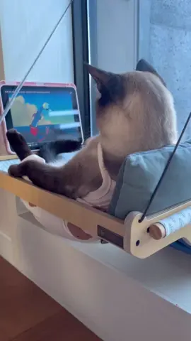 El gato de viendo TV, esta relajación cómoda. 